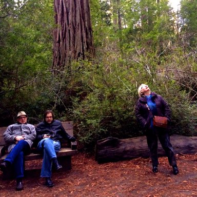 "Binary Trees" - A Musical Journey
